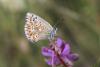 350170 – Photo : Thierry Madigou – France (05)